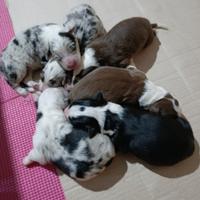 Cuccioli Border Collie
