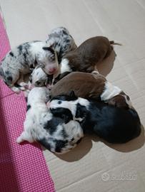 Cuccioli Border Collie
