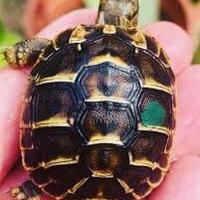 Tartaruga di terra hermanni