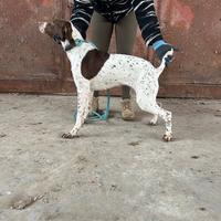 Bracco francese dei Pirenei femmina