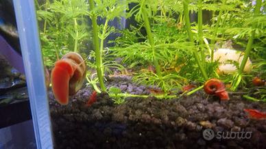 Lumache Planorbarius corneus rossa e caridine red