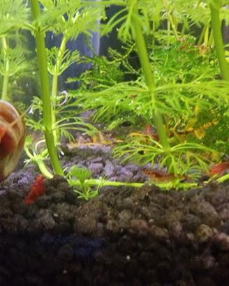 Lumache Planorbarius corneus rossa e caridine red