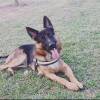 Ragalo pastore tedesco