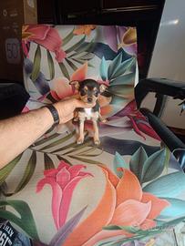 Chihuahua Toy femmina tricolor