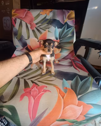 Chihuahua Toy femmina tricolor