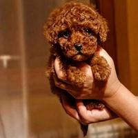 Barboncino toy rosso pedigree enci