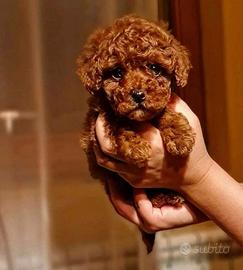 Barboncino toy rosso pedigree enci