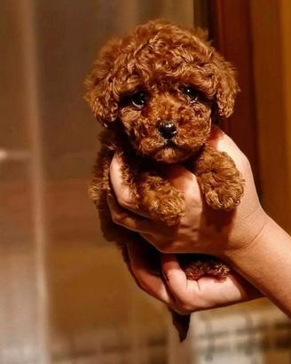 Barboncino toy rosso pedigree enci