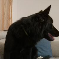 Cane pastore Belga Goenedael