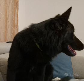 Cane pastore Belga Goenedael