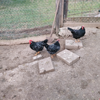 ANCONA Galli galline pulcini