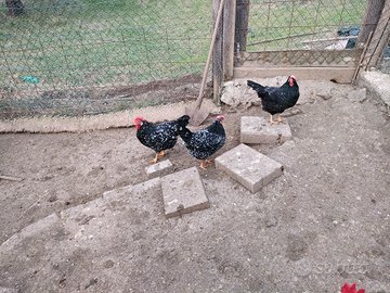 ANCONA Galli galline pulcini