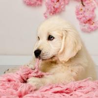 Cuccioli di Golden Retriever