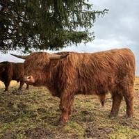 Torello Highlander