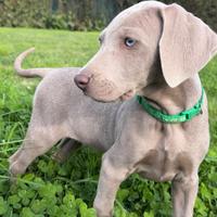 Cuccioli weimaraner