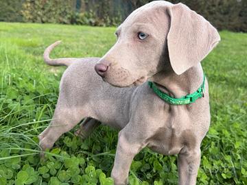 Cuccioli weimaraner