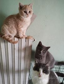 Cuccioli incrocio British ragdoll