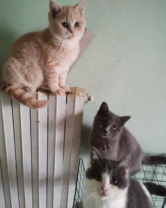 Cuccioli incrocio British ragdoll