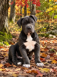 Cucciolo maschio di cane corso