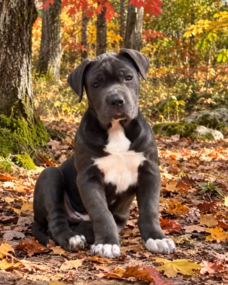 Cucciolo maschio di cane corso