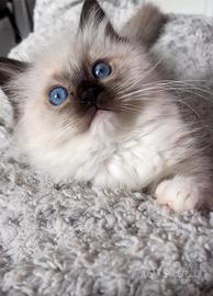 Splendido cucciolo di ragdoll