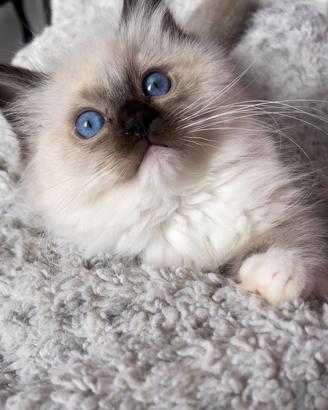 Splendido cucciolo di ragdoll