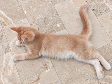 NOLAN MAINE COON maschiocrematigrato pedigree enfi