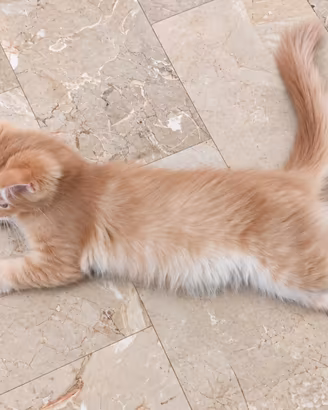 NOLAN MAINE COON maschiocrematigrato pedigree enfi