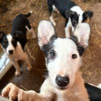 Border collie