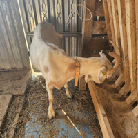 5 caprete e un caprone