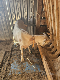 5 caprete e un caprone