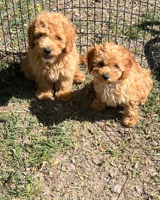 Maltipoo Red