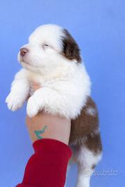 Cucciolo pastore australiano