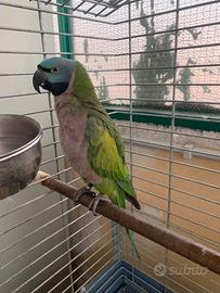 Pappagallo Lord Derbiana
