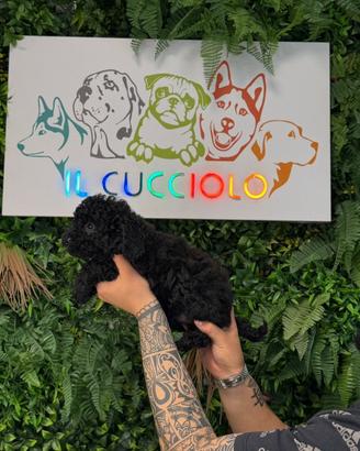 Cucciolo barboncino toy femmine nero