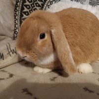 Coniglietta Ariete Nano