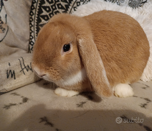 Coniglietta Ariete Nano
