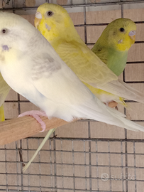 Pappagallini ondulati o cocoriti