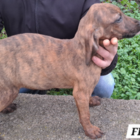 Cani da caccia al cinghiale