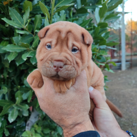 Cucciolo di sharpei