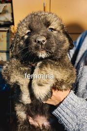 Cuccioli pastore del Caucaso