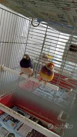Diamanti del Gould