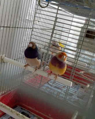 Diamanti del Gould
