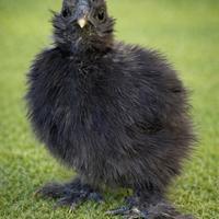 Coppia di Pulcini di Moroseta di 50 giorni