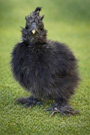 Coppia di Pulcini di Moroseta di 50 giorni