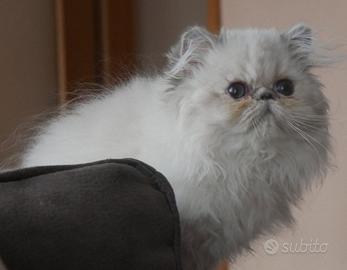 Disponibile cucciola persiana