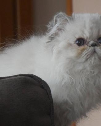 Disponibile cucciola persiana