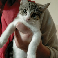 Si regala micina di 5 mesi