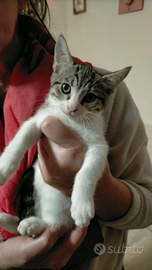 Si regala micina di 5 mesi