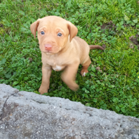 Cucciolo di cane meticcio di taglia medio/piccola